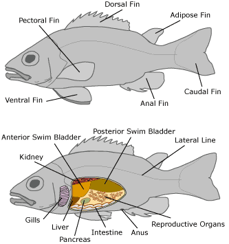 fish reproductive system diagram