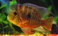 Balzani Cichlid